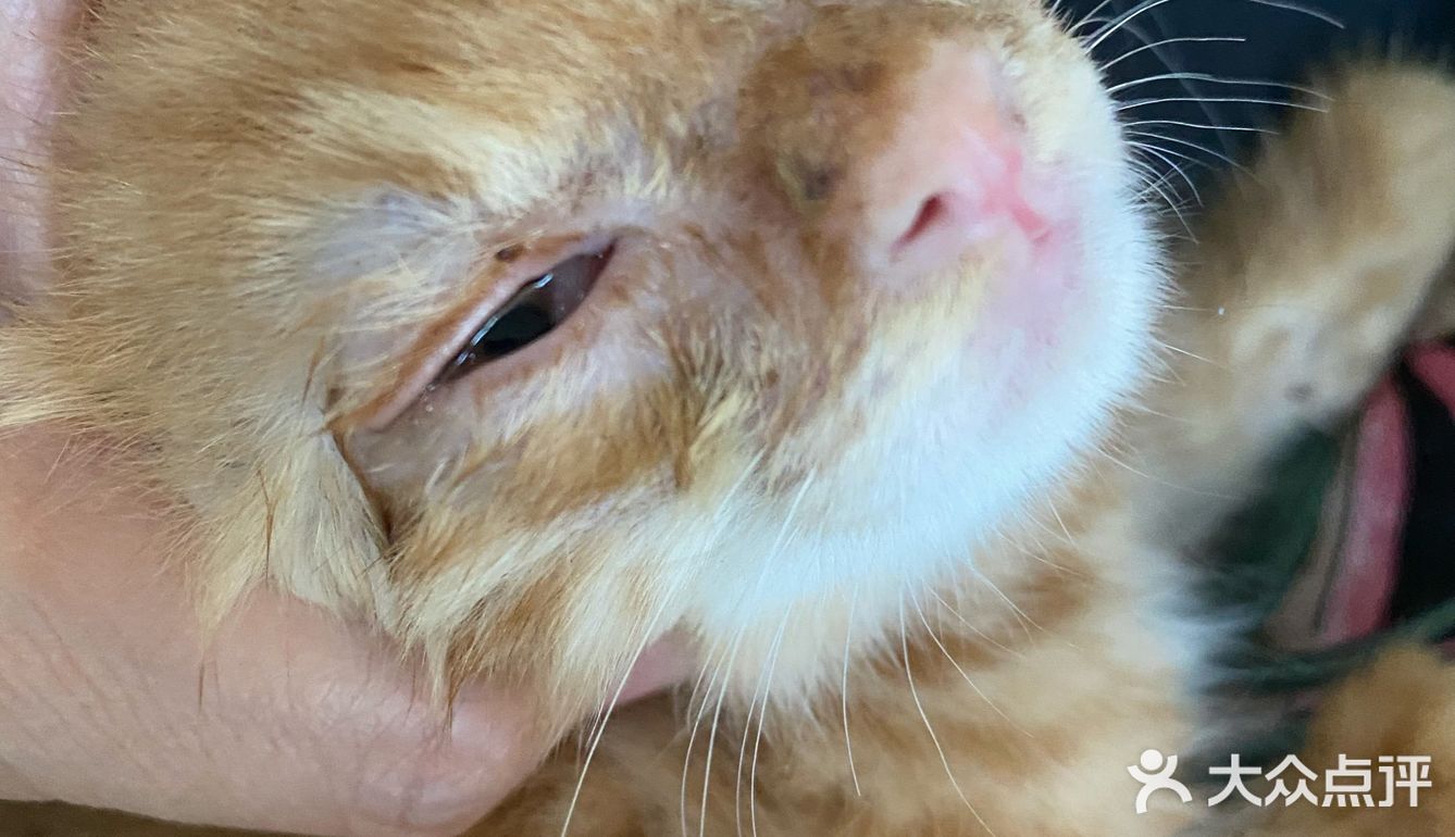 免费领养满月小橘猫，仅限北京！