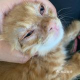 免费领养满月小橘猫，仅限北京！