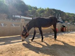 -梁家河村红色旅游区