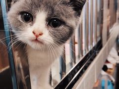 -1013 PET SHOP 宠物商店(近铁城市广场店)