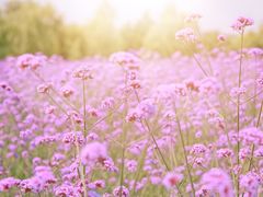 -北纬44度·金珠花海休闲农业旅游景区