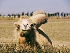 -红柳枝滩羊烧烤·非遗