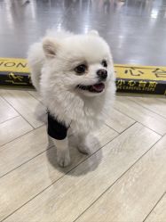 -德加芭蕾·舞蹈培训