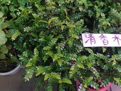 -花鸟鱼虫鲜花绿植市场(玉泉路店)