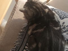 -平行世界·猫咖(首经贸店)