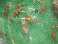 -古莲·影院足道·按摩SPA(水上温泉店)