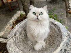 -喵屿·大理花园猫咖