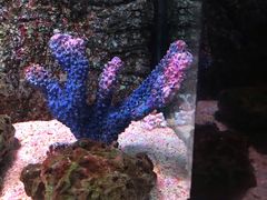 -暹罗海洋世界