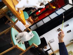-猫色咖啡·猫咖