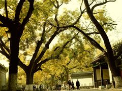 -北京国子监胡同