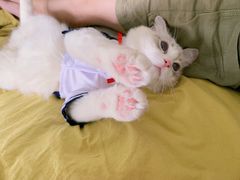 -Bastet sally猫舍购宠(静安店)