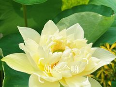 -云溪植物园