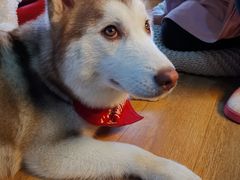 -Husky Go! 哈士奇体验馆·宠物咖啡厅狗咖