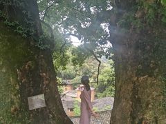 -杨家堂村