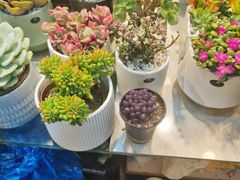 -双季花艺园艺市场(浦东店)