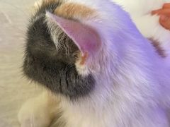 -平行世界·猫咖(首经贸店)