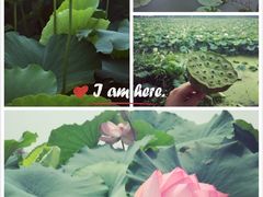 -荷花荡