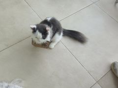 -怪兽屋·羊驼·猫咖·狗咖(俊华广场店)