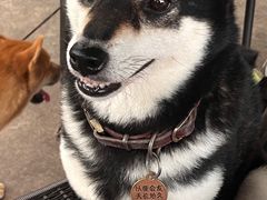 -柴犬高等学院·狗咖·柴犬售卖·宠物训练