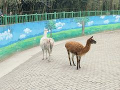 -西安秦岭野生动物园