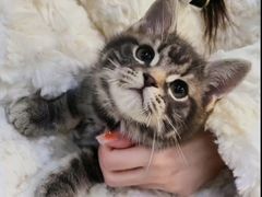 -喵zoo家庭繁育猫舍(尖东智能花园店)
