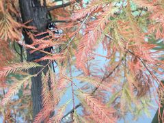 -神光山国家森林公园