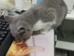 -佳怡动物医院·平价24小时·猫专科骨外科