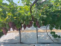 -金谷域澳洲庄园