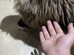 -藏猫猫咖啡主题馆(中央大道店)