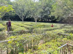 -广东茂名森林公园