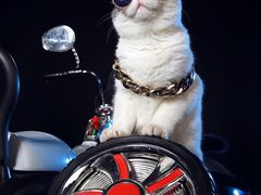 -超宠爱宠物摄影-Super pet