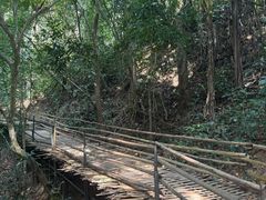-西双版纳原始森林公园