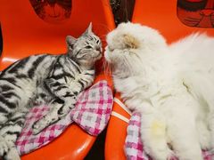 -猫咪博物馆(顶澳仔猫街店)