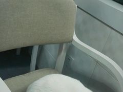 android_upload_pic-喵的天空名猫咖啡馆·撸猫·猫舍·用品