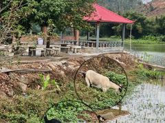 -将军陂美食山庄·瓦缸炭烧鸡