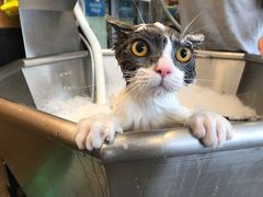 -PETKIT小佩宠物(古北店)