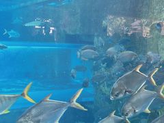 -亚特兰蒂斯水世界冒险乐园