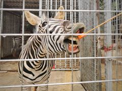 -泉州海丝野生动物世界