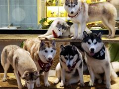 -Husky Go! 哈士奇体验馆·宠物咖啡厅狗咖