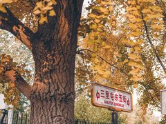 -三里屯东五街银杏大道