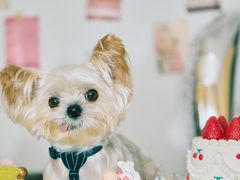 -瑞派申生动物医院·24H夜诊·国际动物医疗中心·骨外科(吴中路店)