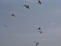 -盐城丹顶鹤湿地生态旅游区