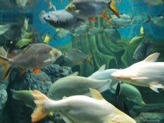 -上海海洋水族馆