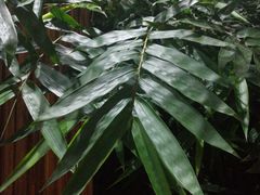 -吉祥格桑花开素食餐厅