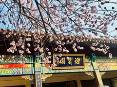 -桃花堤公园