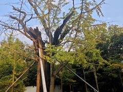 -上海佘山国家森林公园天马山园