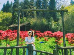 -武陵山森林公园