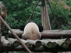 -都江堰中华大熊猫苑