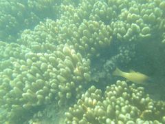 -东姑阿都拉曼海洋公园