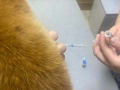 -爱侣宠医·鹦鹉专科·小型哺乳类·异宠专科(灵石路店)